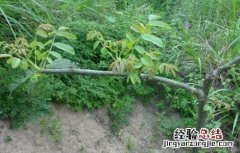 核桃树苗的嫁接方法 嫁接核桃树苗的方法和技术