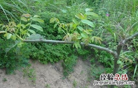 核桃树苗的嫁接方法 嫁接核桃树苗的方法和技术