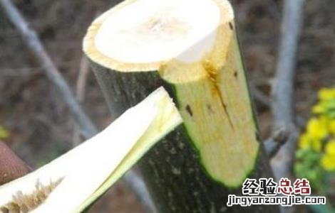 核桃树苗的嫁接方法 嫁接核桃树苗的方法和技术