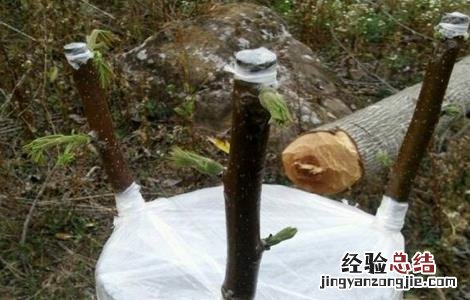 核桃树苗的嫁接方法 嫁接核桃树苗的方法和技术