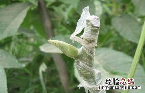 核桃树苗的嫁接方法 嫁接核桃树苗的方法和技术