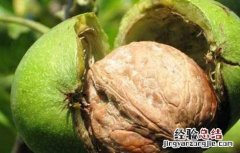 核桃的种植方法 核桃的种植方法与时间