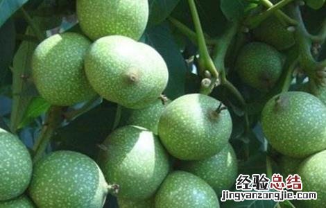核桃的种植方法 核桃的种植方法与时间