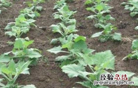 天山雪莲果的种植方法 雪莲果的种植方法