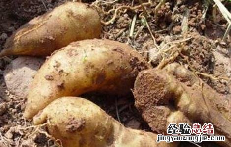 天山雪莲果的种植方法 雪莲果的种植方法