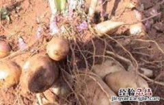 天山雪莲果的种植方法 雪莲果的种植方法