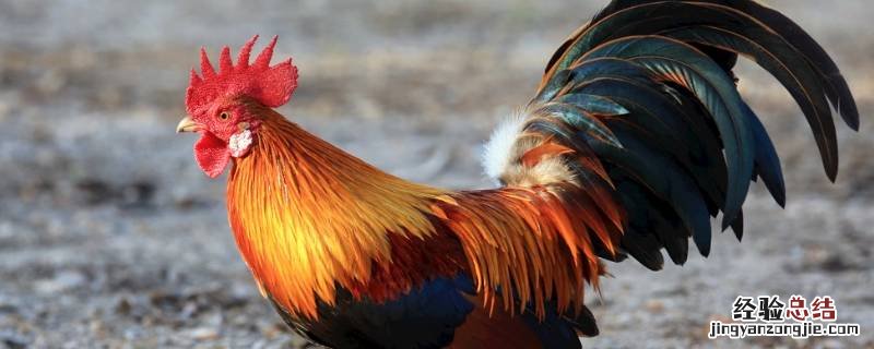 公鸡能不能炖鸡汤 为什么公鸡不能炖汤