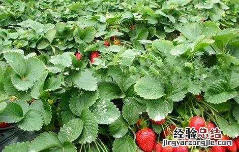 草莓田间种植与管理 草莓的田间管理技术