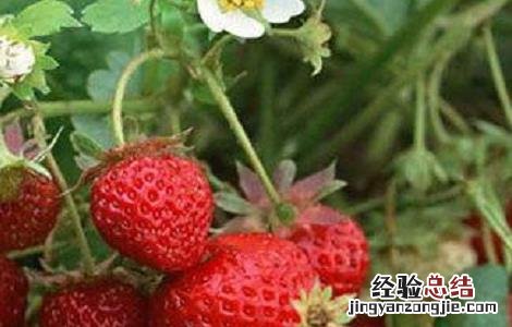 草莓田间种植与管理 草莓的田间管理技术