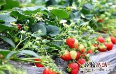 草莓田间种植与管理 草莓的田间管理技术
