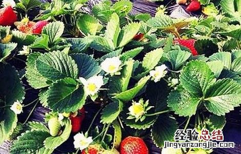 草莓田间种植与管理 草莓的田间管理技术