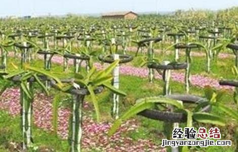 火龙果种植技术与时间 火龙果种植技术与时间管理