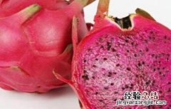 火龙果种植技术与时间 火龙果种植技术与时间管理