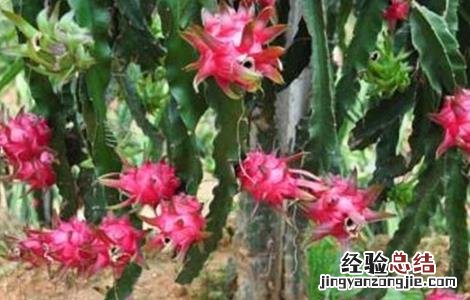 火龙果种植技术与时间 火龙果种植技术与时间管理