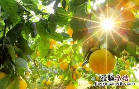葡萄柚种植技术要点 葡萄柚的栽培技术