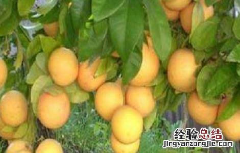 葡萄柚种植技术要点 葡萄柚的栽培技术