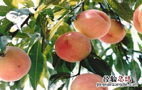 如何提高水蜜桃的产量呢 如何提高水蜜桃的产量
