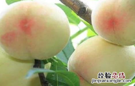 如何提高水蜜桃的产量呢 如何提高水蜜桃的产量