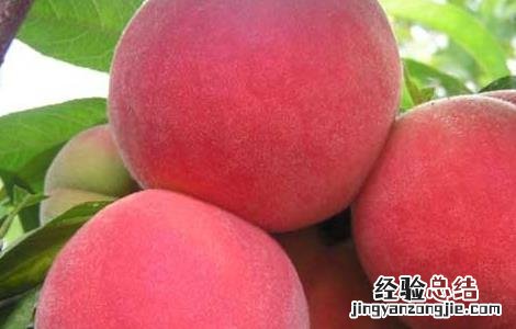 如何提高水蜜桃的产量呢 如何提高水蜜桃的产量