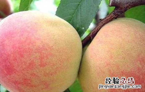 如何提高水蜜桃的产量呢 如何提高水蜜桃的产量