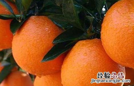 橙子的种植方法与时间 橙子的种植方法与时间和温度