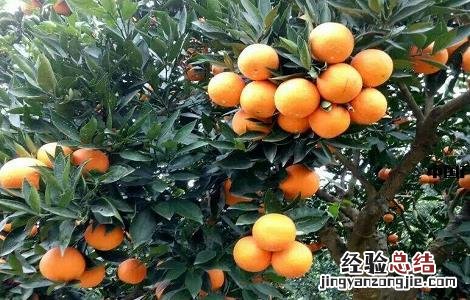 橙子的种植方法与时间 橙子的种植方法与时间和温度