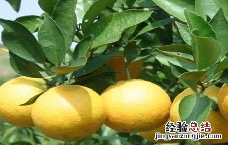 橙子的种植方法与时间 橙子的种植方法与时间和温度