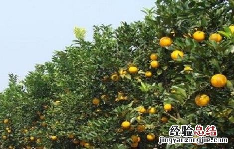 橙子的种植方法与时间 橙子的种植方法与时间和温度