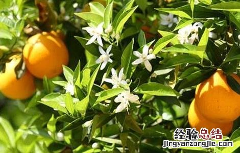 橙子的种植方法与时间 橙子的种植方法与时间和温度