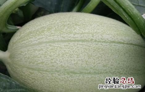 东方蜜种植条件 东方蜜种植的注意事项