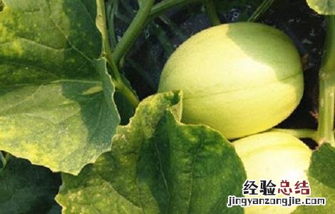 东方蜜种植条件 东方蜜种植的注意事项