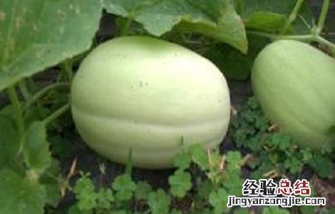 东方蜜种植条件 东方蜜种植的注意事项