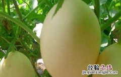 东方蜜种植条件 东方蜜种植的注意事项