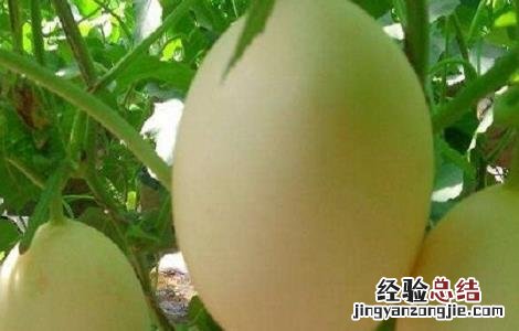 东方蜜种植条件 东方蜜种植的注意事项