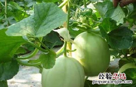 东方蜜种植条件 东方蜜种植的注意事项