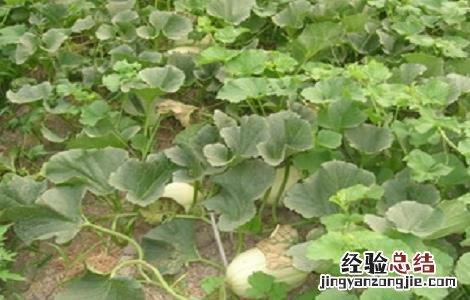 东方蜜种植条件 东方蜜种植的注意事项