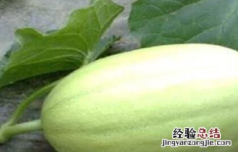东方蜜种植条件 东方蜜种植的注意事项