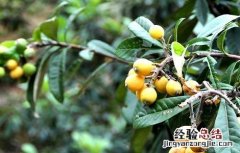 枇杷的种植要点及注意事项 枇杷的种植要点及注意事项有哪些