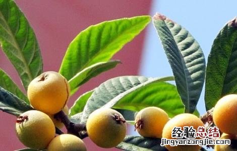 枇杷的种植要点及注意事项 枇杷的种植要点及注意事项有哪些