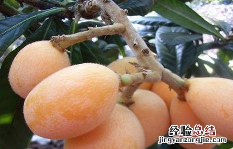 枇杷的种植要点及注意事项 枇杷的种植要点及注意事项有哪些