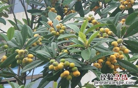枇杷的种植要点及注意事项 枇杷的种植要点及注意事项有哪些