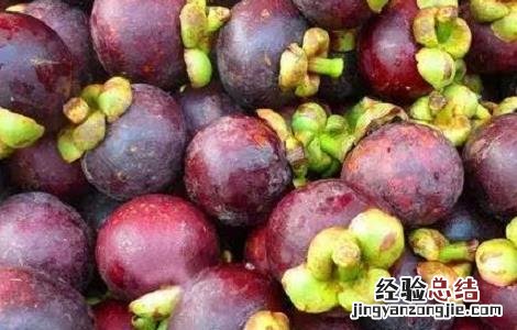 山竹最新高产种植技术 山竹最新高产种植技术图片