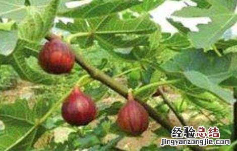 无花果的种植技术 无花果的种植技术和时间