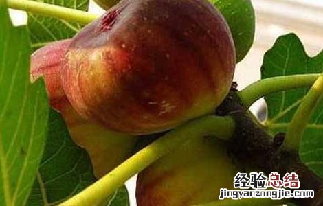 无花果的种植技术 无花果的种植技术和时间