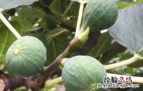 无花果的种植技术 无花果的种植技术和时间