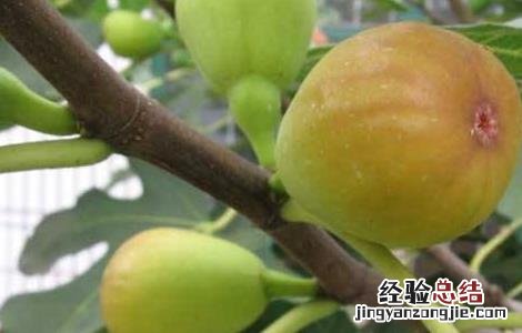 无花果的种植技术 无花果的种植技术和时间
