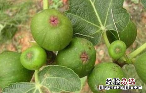 无花果的种植技术 无花果的种植技术和时间