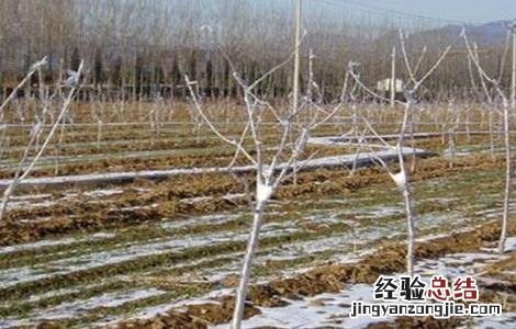 无花果安全越冬方法 无花果如何越冬?