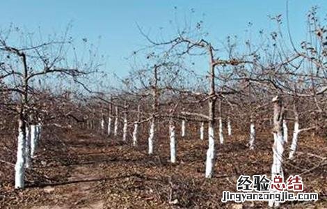 无花果安全越冬方法 无花果如何越冬?