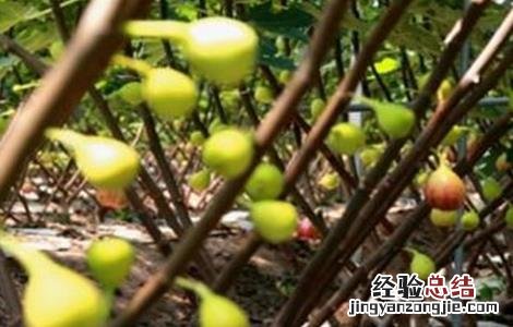 无花果安全越冬方法 无花果如何越冬?